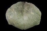 Pyrite Replaced Brachiopod (Paraspirifer) Fossil - Ohio #142151-1